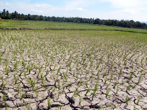 Sawah Kering