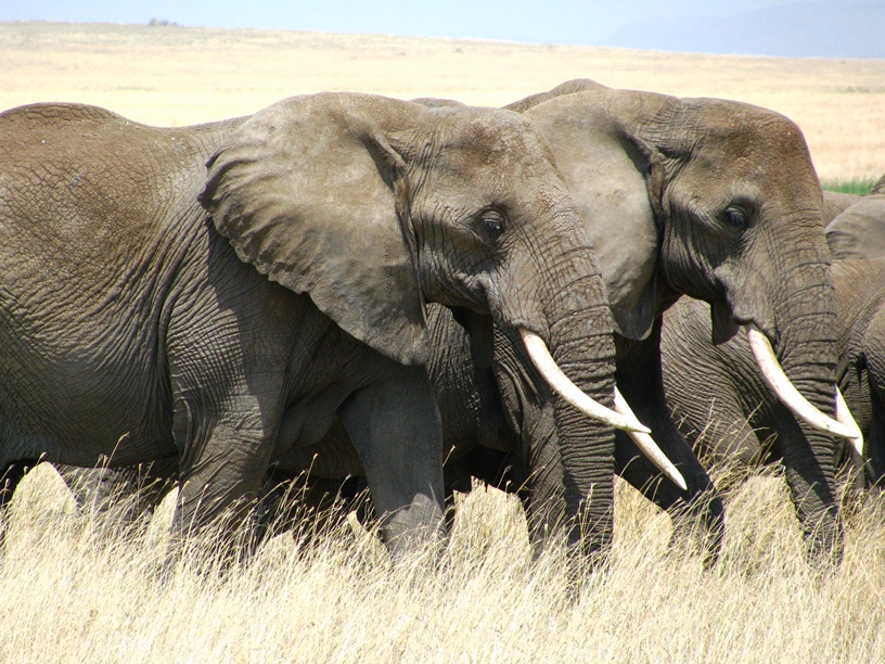 Savanna Elephant