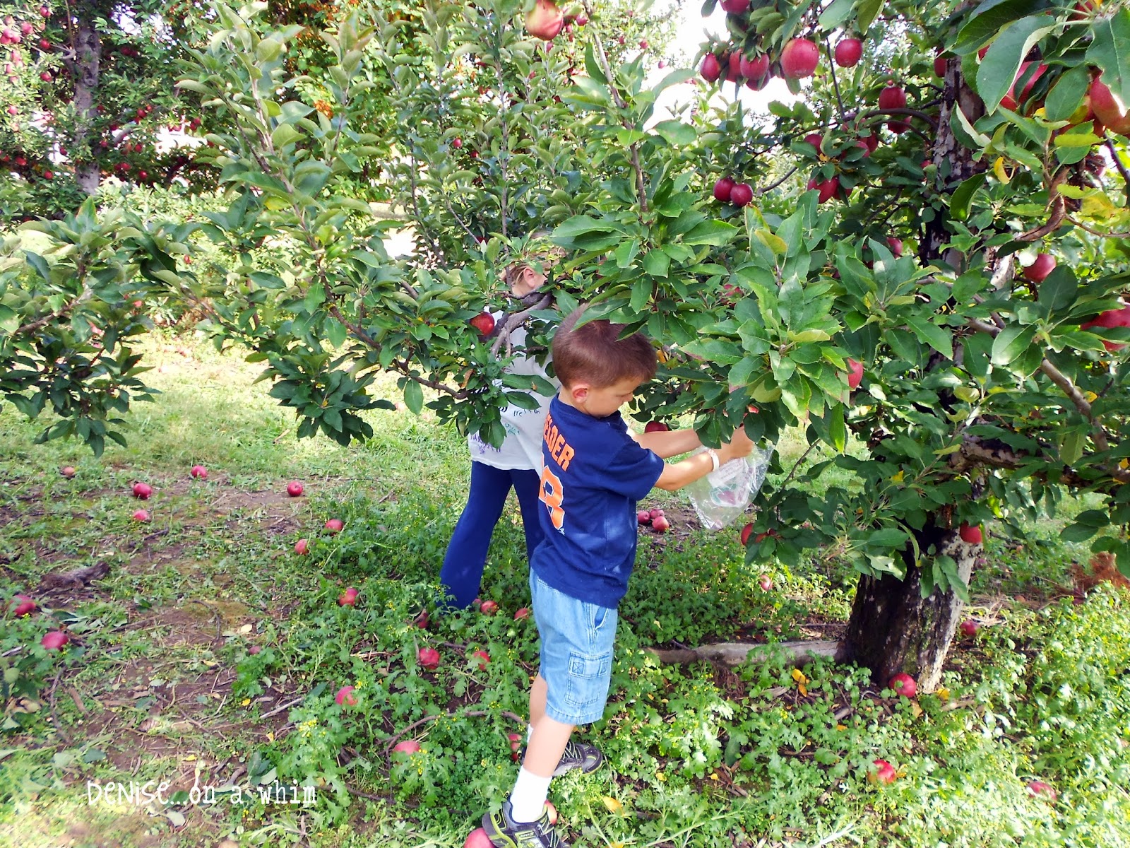 denise...on a whim Apple Pickin'