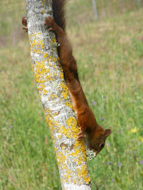 Grey squirrel essay