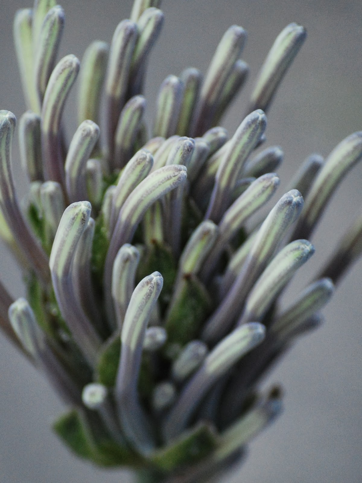 Odd Plants: Sansevieria kirkii var. pulchra ‘Coppertone’
