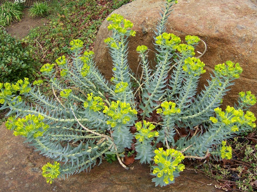 The 2 Minute Gardener Photo Mediterranean Sprurge (Euphorbia
