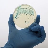 [imagetag] bakteri