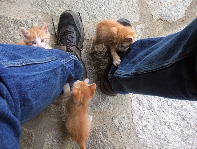 Katzesitter Katzensitter