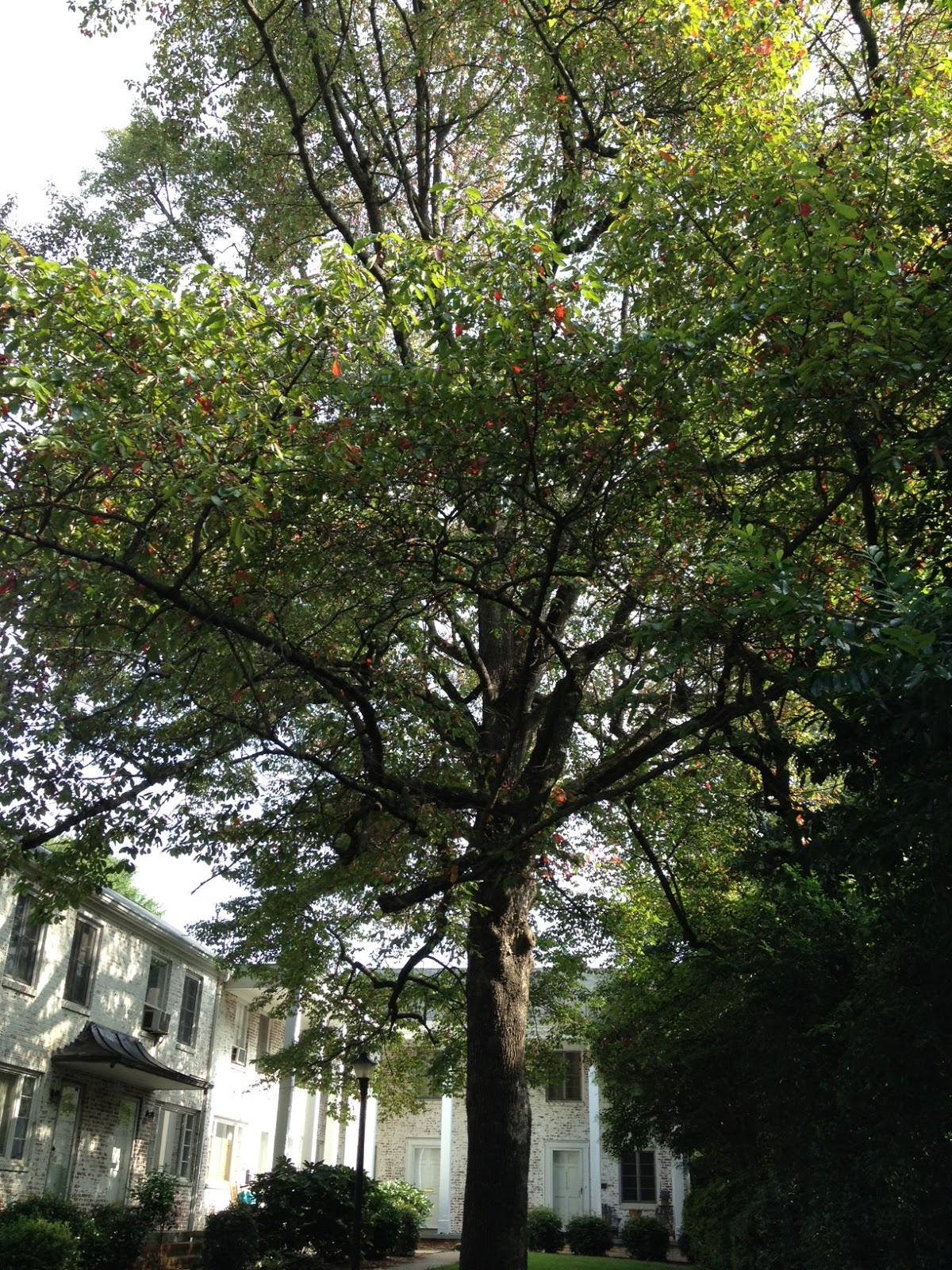 Charlotte, NC Trees Urban Foraging Common Local Fruit Trees