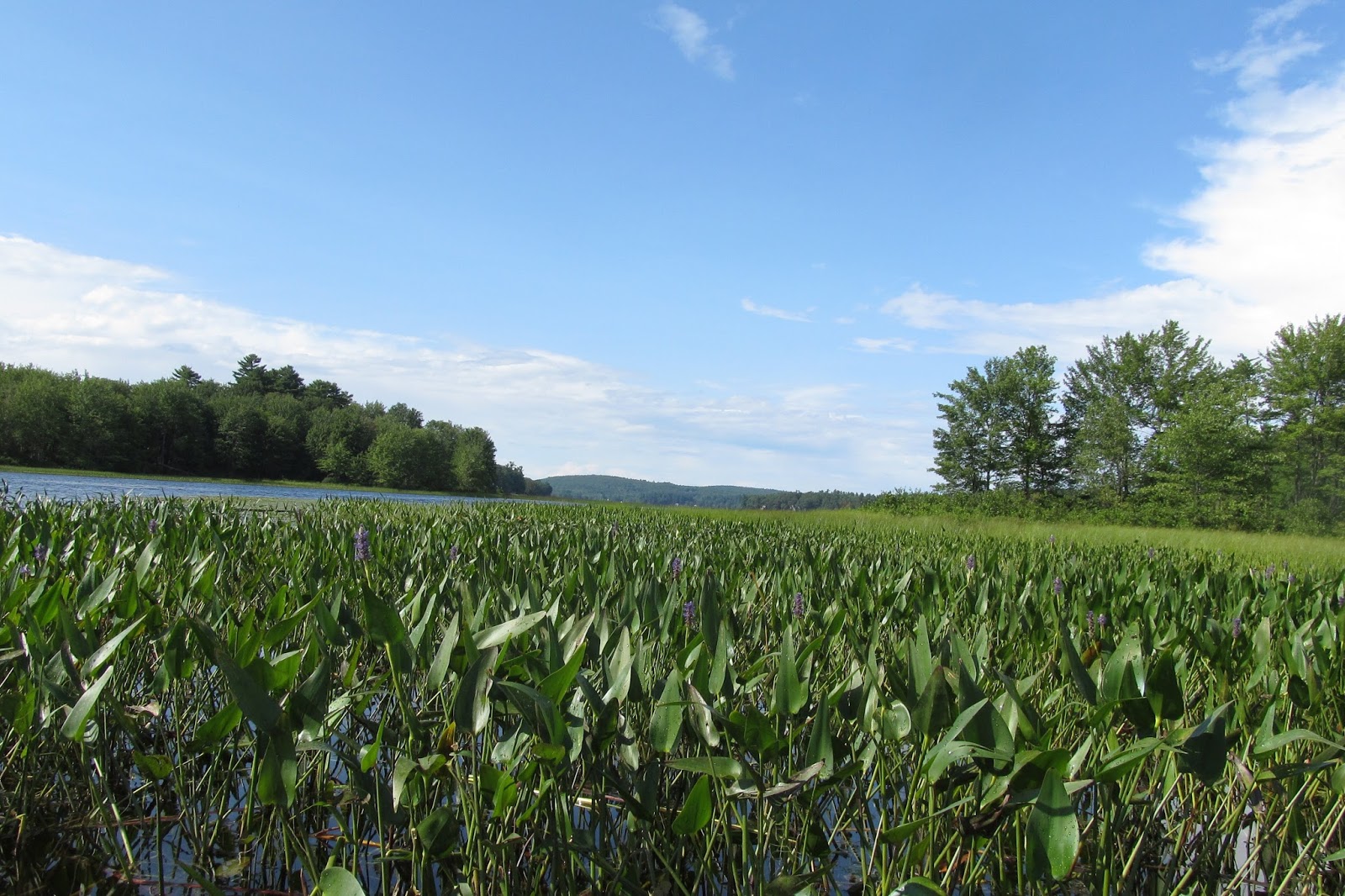Recreational Kayaking in Maine Highland Lake Falmouth/Windham, Maine