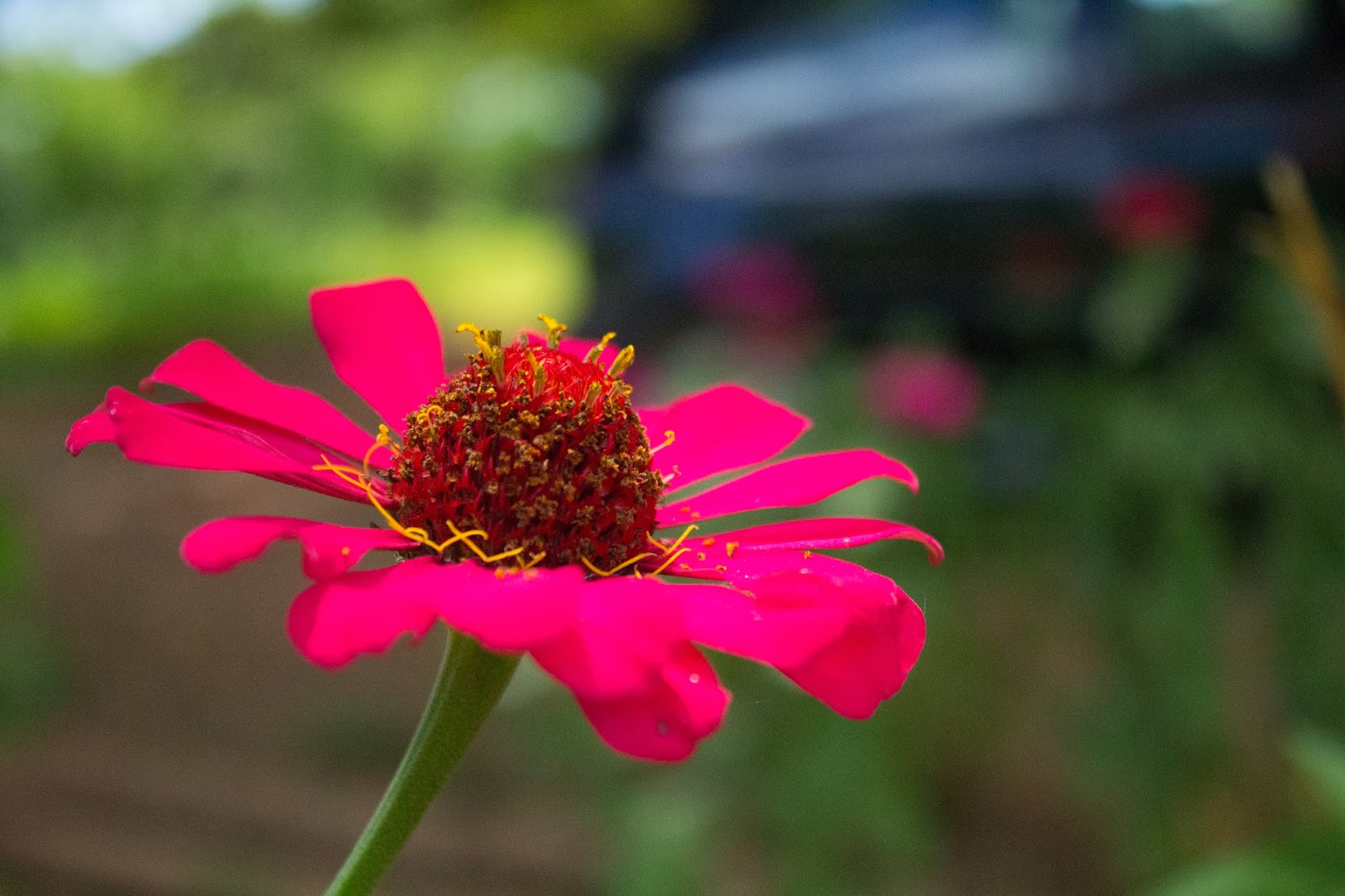 Uma linda flor que encontrei pelo caminho - Fotografia de Jéssica Guedes - Copyright © 2014 (C) – Todos os Direitos Reservados Uma linda flor que encontrei pelo caminho - Fotografia de Jéssica Guedes - Copyright © 2014 (C) – Todos os Direitos Reservados