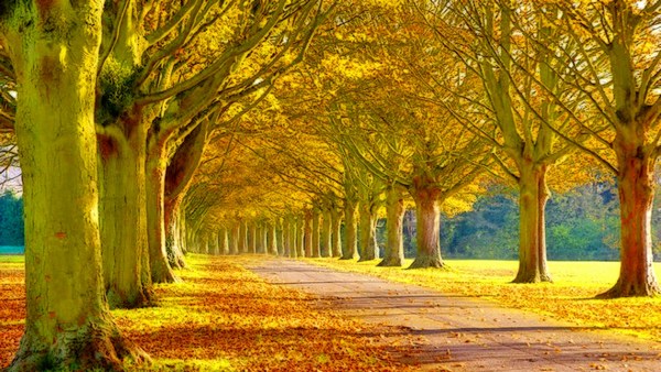 Beautiful Scenery Wallpaper 1920x1080 HD 2016