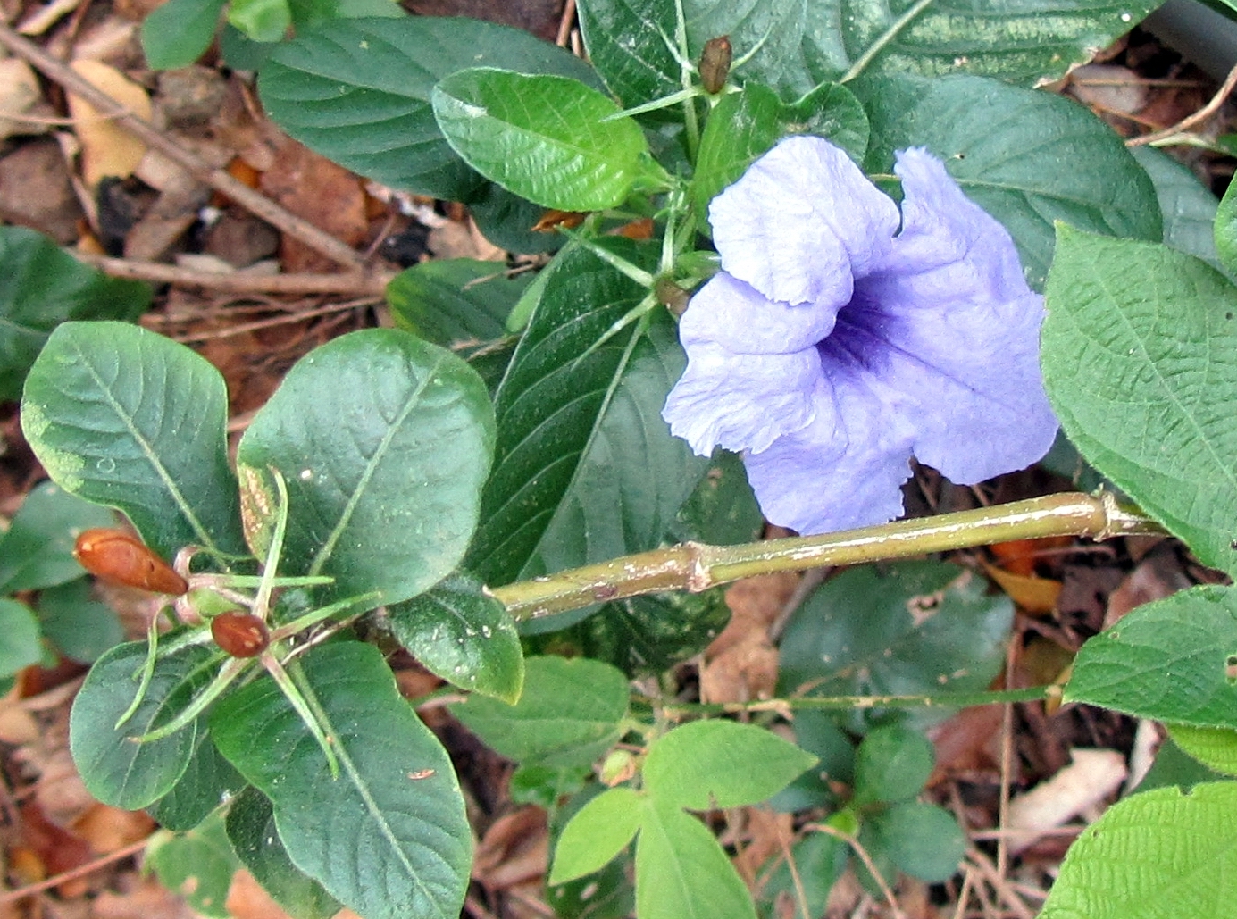 Hiking Curaçao Flora and Fauna Tiny flowers and plants Minibloemen