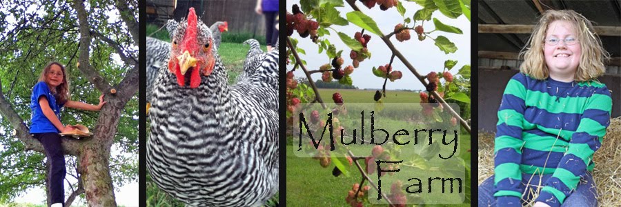 {:::} Mulberry Farm {:::}