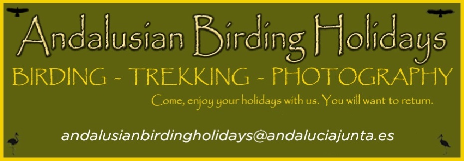 Andalusian Birding Holidays