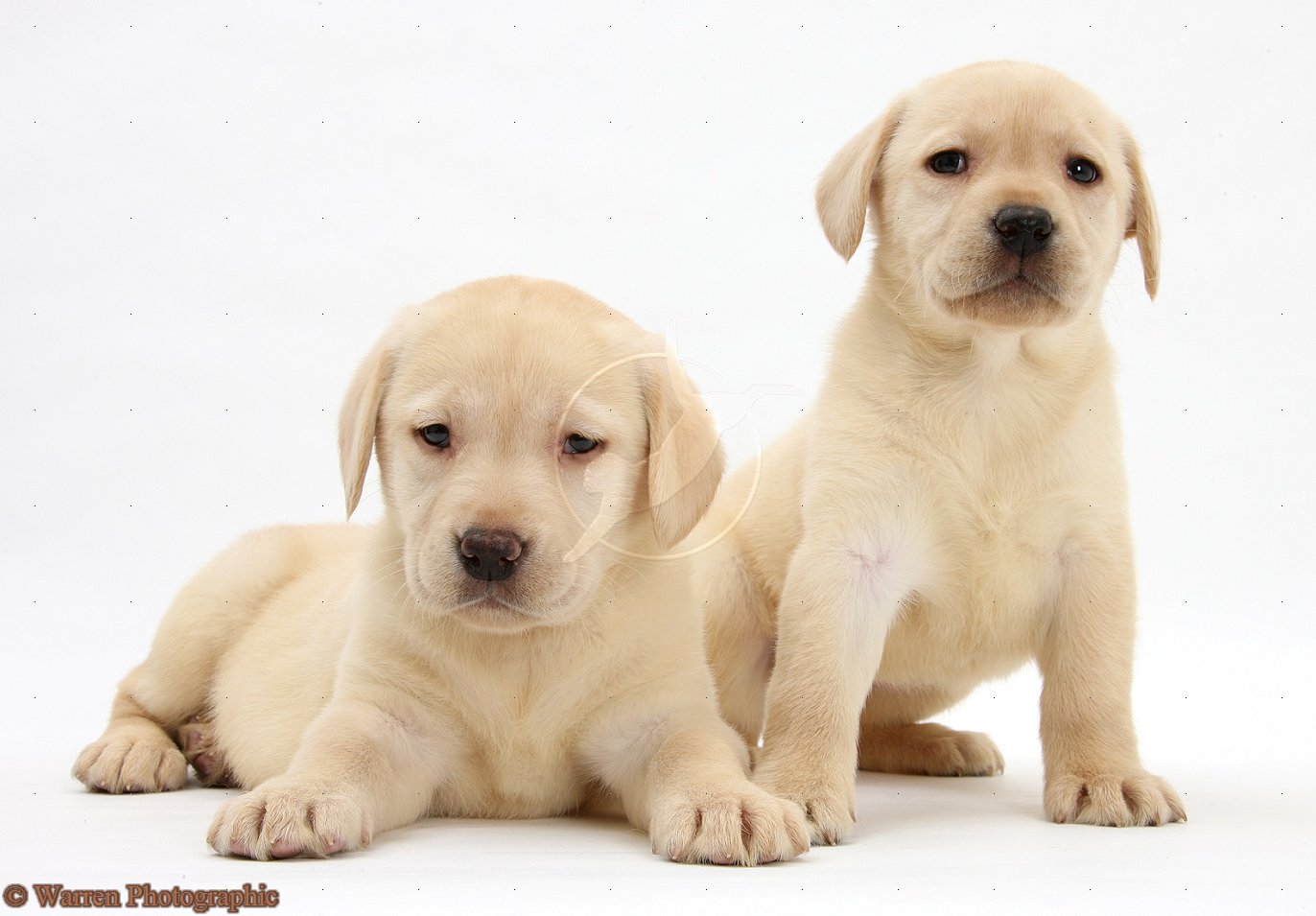 yellow labrador puppies silver boxer silver free engine image for user manual yellow labrador puppies silver boxer silver free engine image for user manual