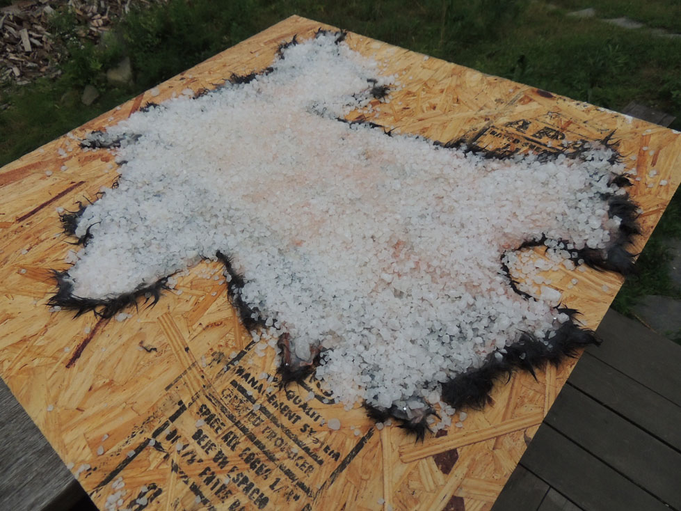 Hillside Homestead Our Experience Egg Tanning