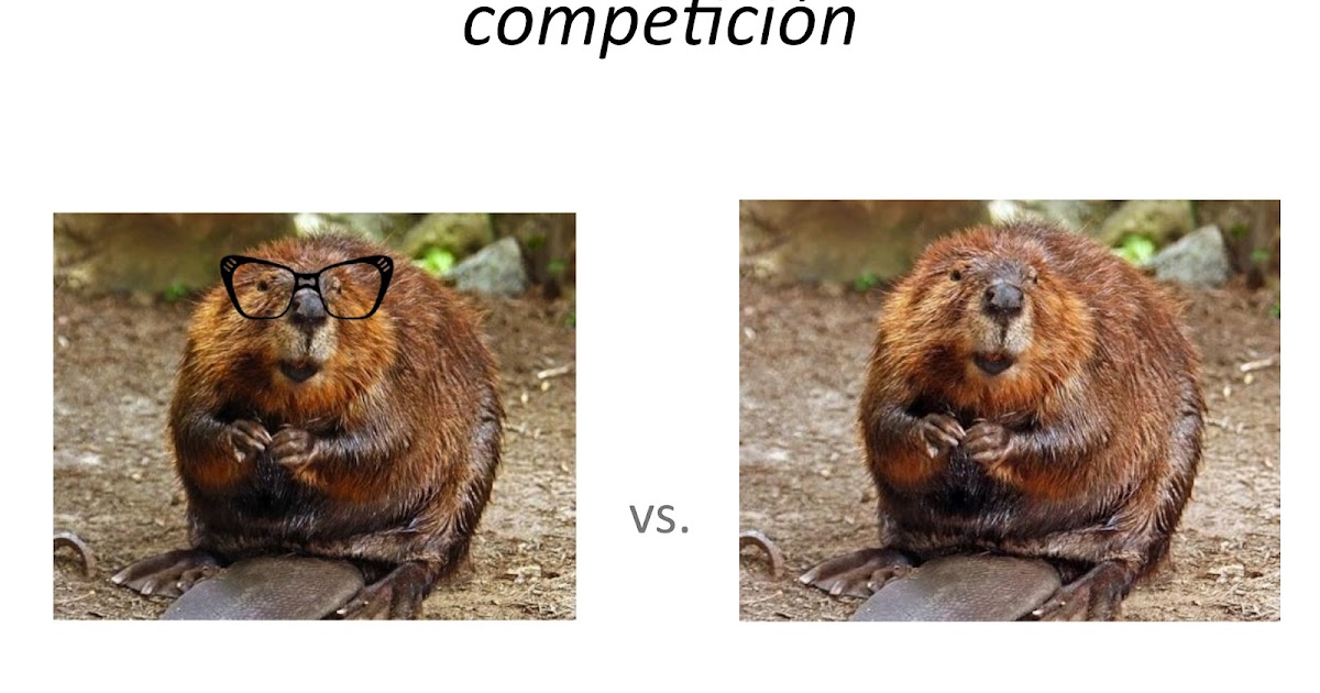 Spanish Simply Castor Counting Game