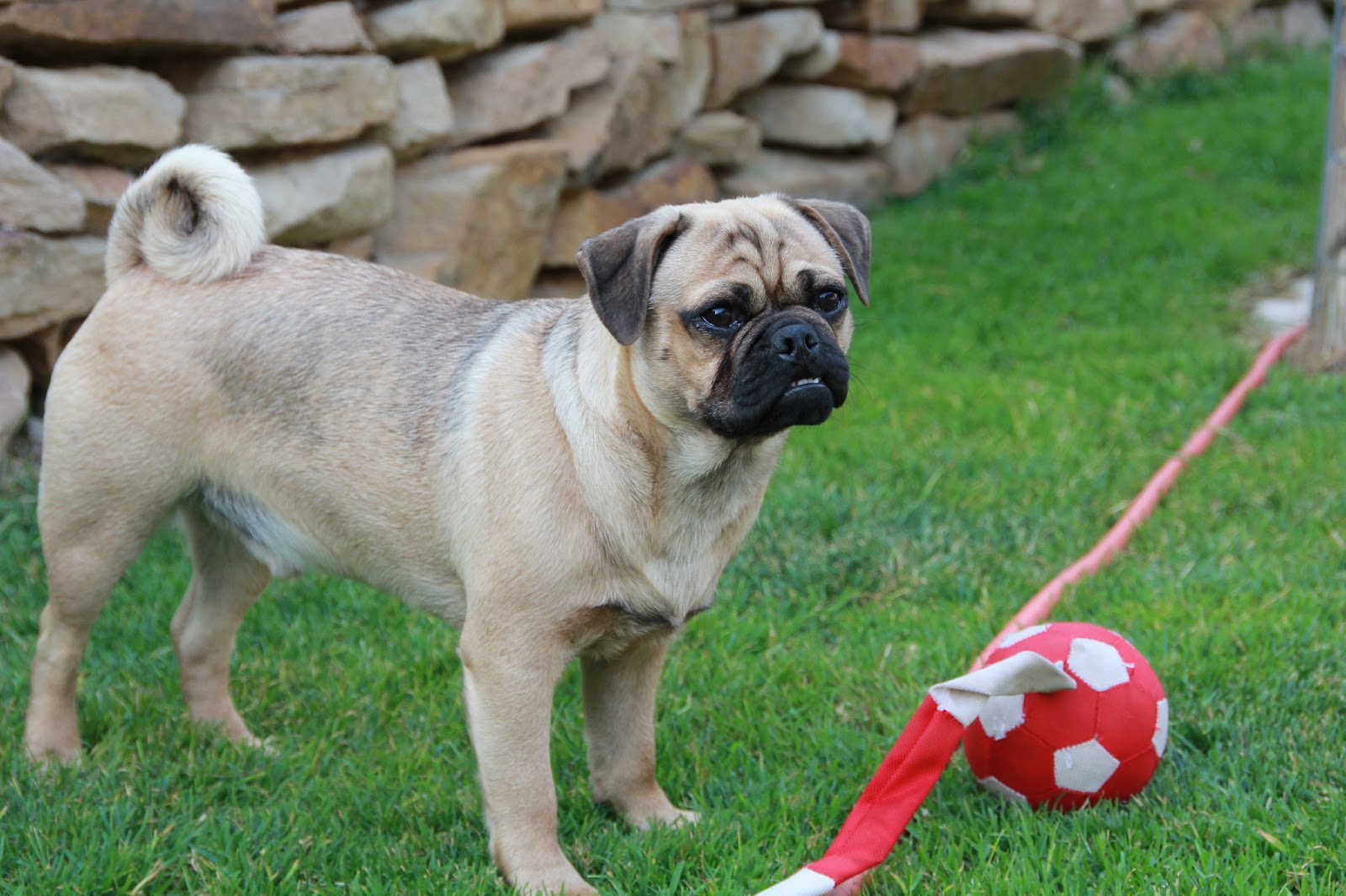 Retro Mops oder Sport Mops oder Altdeutscher Mops