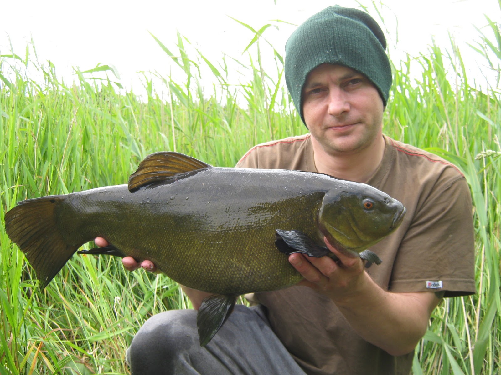 July Fish of the Month Entry Irish Lough Caught Tench