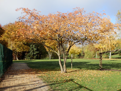 Un si bel automne ! clin d'oeil Design