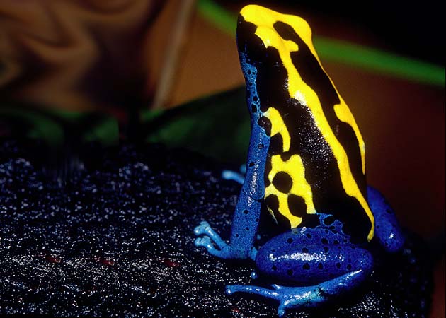 All photos gallery: Poison dart frog pictures, poison dart frog facts