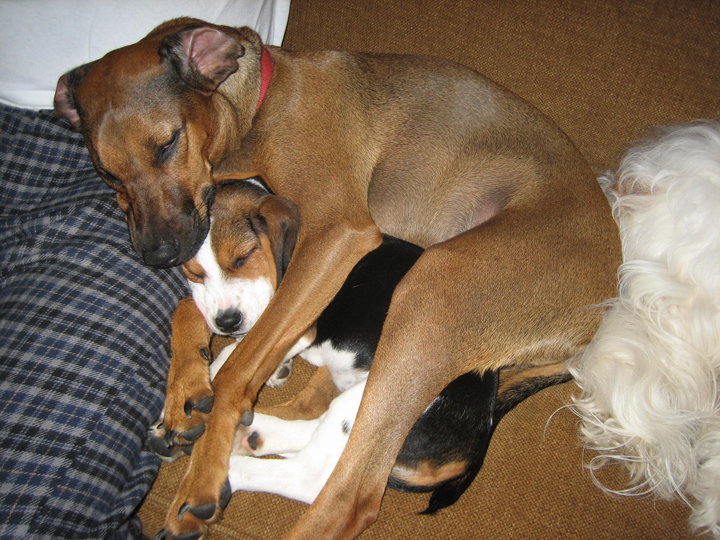 beagle dachshund puppy