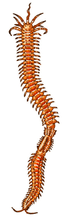 CURSO BIOLOGIA TIPOS DE REPRODUCCION CURSO BIOLOGIA TIPOS DE REPRODUCCION