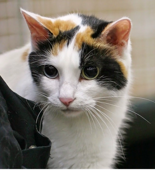 Nature World Japanese Bobtail.
