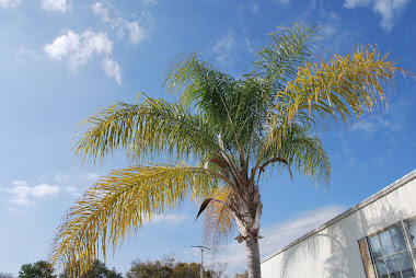 Palms & Sunshine!