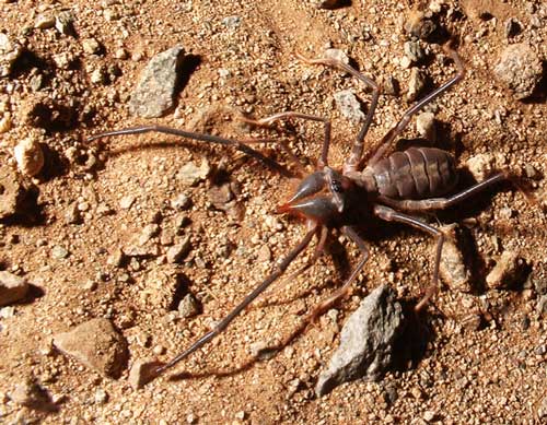 There's nothing Pussy biggest camel spider Pussy biggest camel spider not