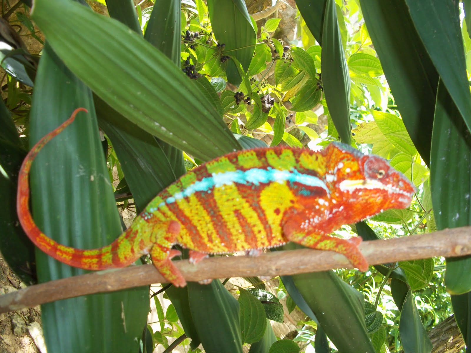 Susanne in Madagascar: Karma -Chameleon!