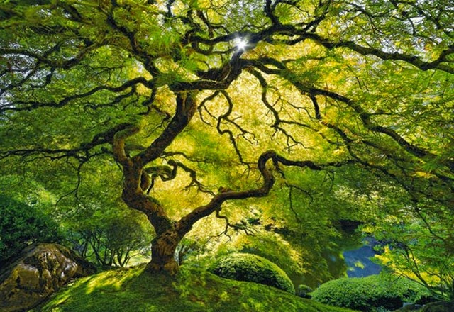 Tree in Portland Japanese Garden