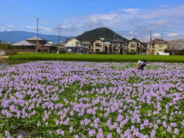ホテイアオイの花、他では見ることが出来ない想像以上のスケールだった。 ホテイアオイの花、他では見ることが出来ない想像以上のスケールだった。