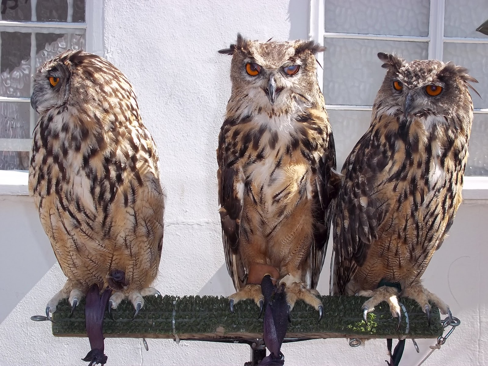 Sweet Pandemonium Folkestone Owl Sanctuary