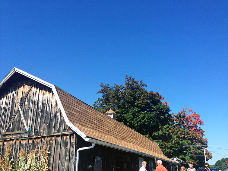 Dressel Farms apple picking, bright blue sky Dressel Farms apple picking, bright blue sky