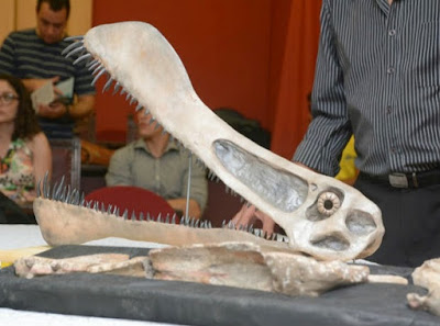 Maaradactylus skull