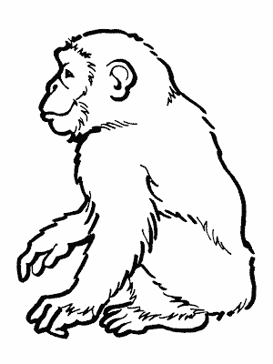 Chimpanzee Coloring Pages