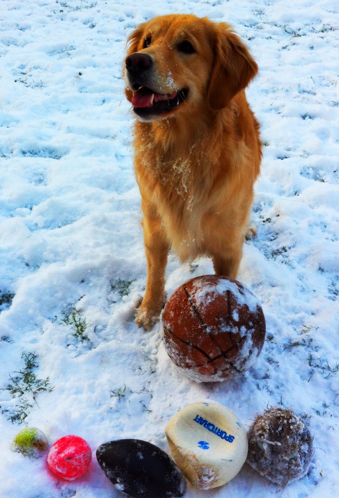 DAISY PARKER GOLDEN RETRIEVER PUPPY Basketball Soccer Ball