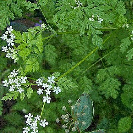 perifollo plantas medicinales
