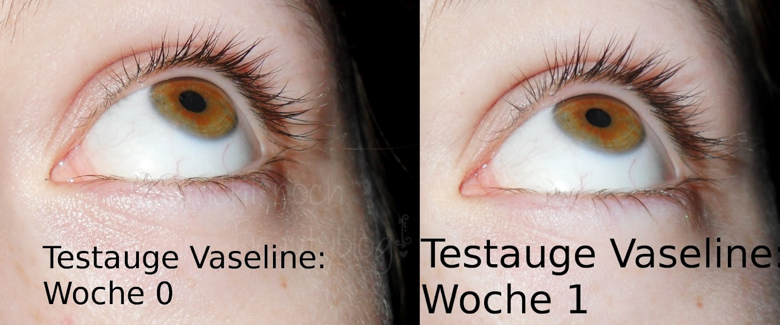 rizinusöl wimpernverlängerung