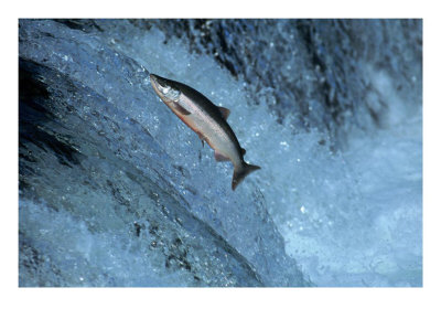 salmon swimming upstream