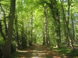 arboles