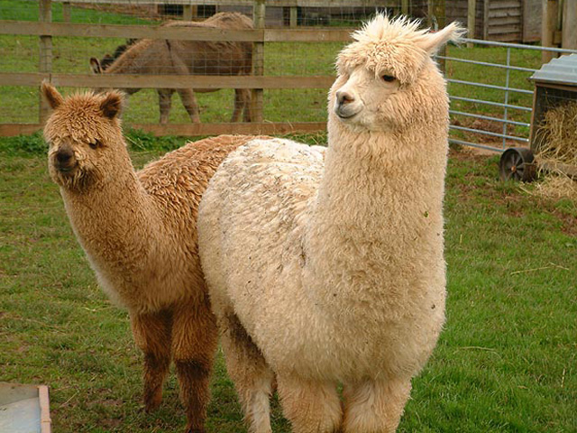 names that start with l animals that start with the letter l names that start with l animals that start with the letter l