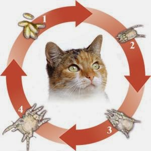 Learn More About Your Pet Health In Our Blog Adv2 Advantage Multi