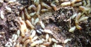 Easy DIY: Do It Yourself Termite Treatment - Soil Treatment Methods
