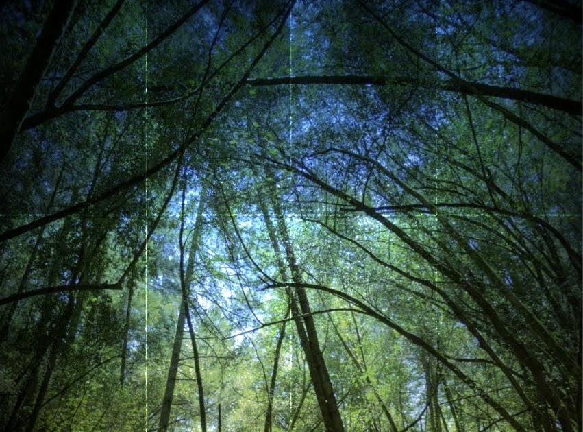 Fifty Grand Two Types of Jungles...