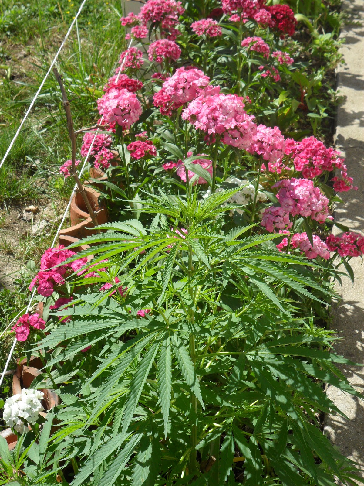 Annie�s Journal The Dreaded Plant for Cancer Cure