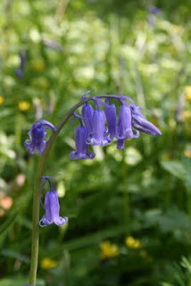 STOPPRESS – The bluebells are out…