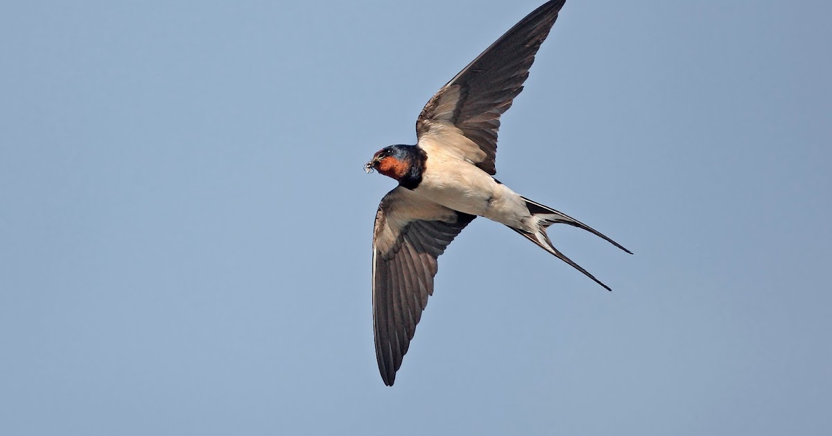 We Bird North Wales Seen a swallow or house martin nest?