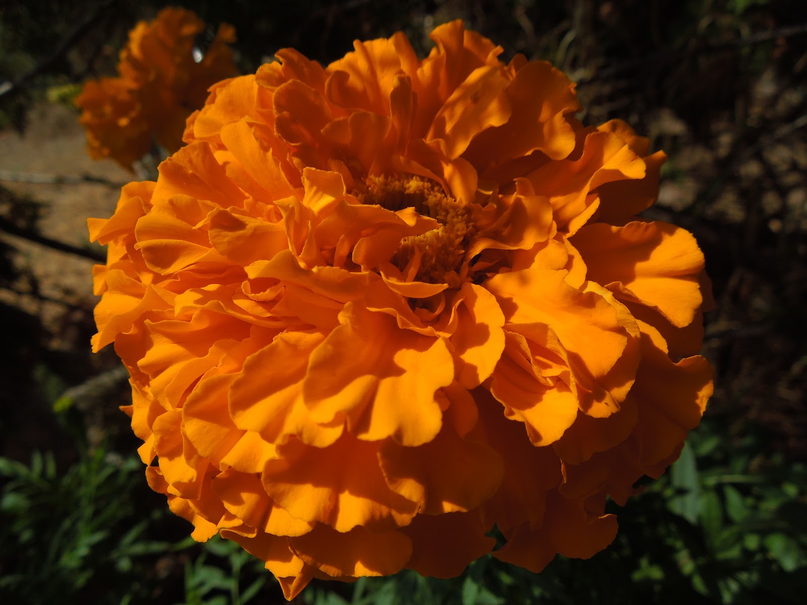 BOTÀNIC SERRAT CLAVEL DEL MORO