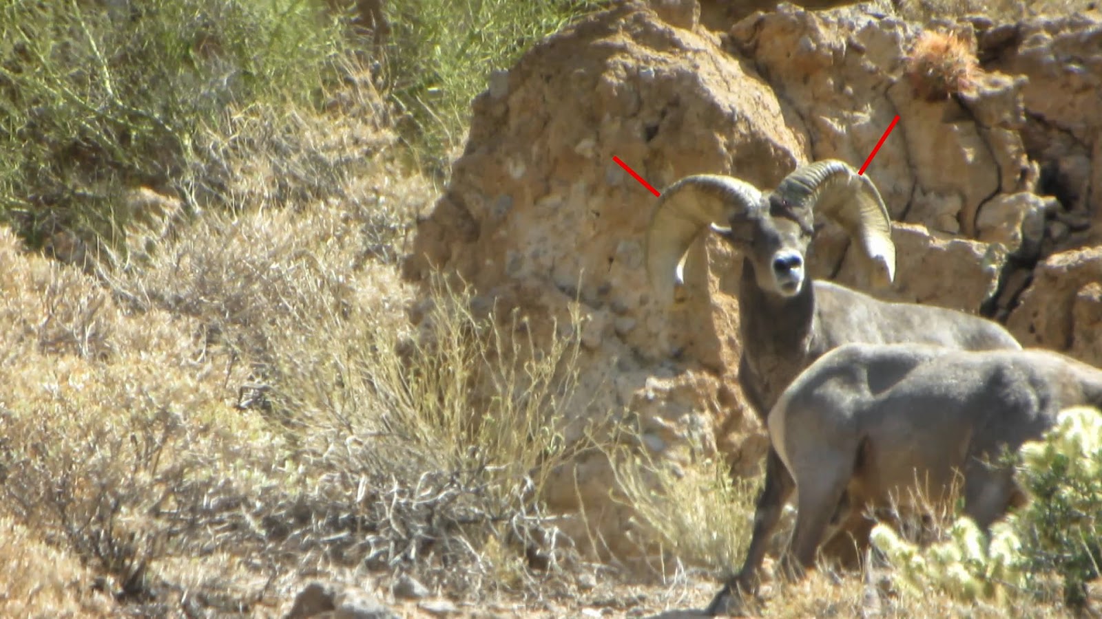 How+to+age+and+score+rams+or+sheep+by+looking+at+rings.++Arizona+Desert+Bighorn+Sheep+Hunt+Photos+with+Colburn+and+Scott+Outfitters+Darr+Colburn+and+Jay+Scott-4+year+ring+2.jpg