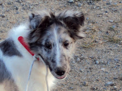 blue sheltie puppy