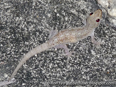 Spiny-tailed House Gecko (Hemidactylus frenatus)